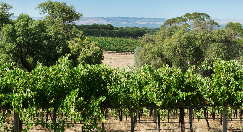 Dandelion Vineyard